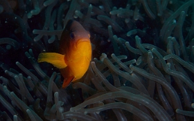 Birmanie - Mergui - 2018 - DSC02580_f - Tomato Clownfish - Poisson-clown tomate - Amphiprion frenatus 